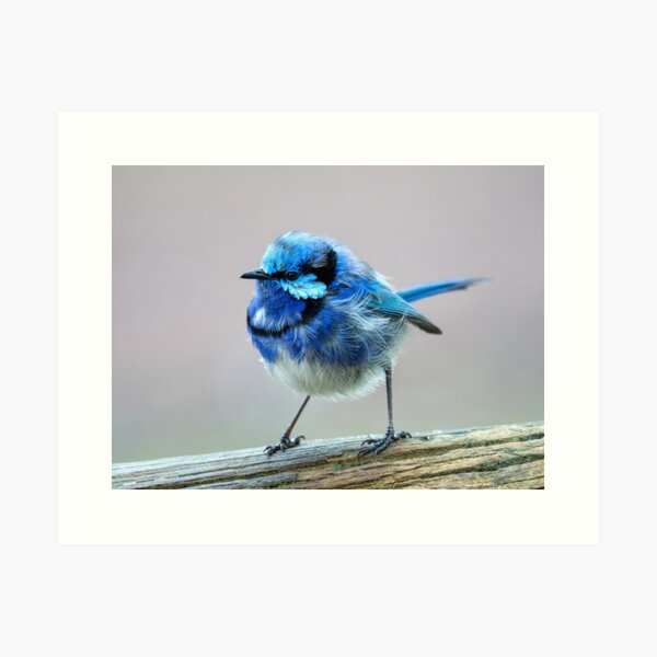 Item preview, Pretty Blue Wren designed and sold by Ladyshark.