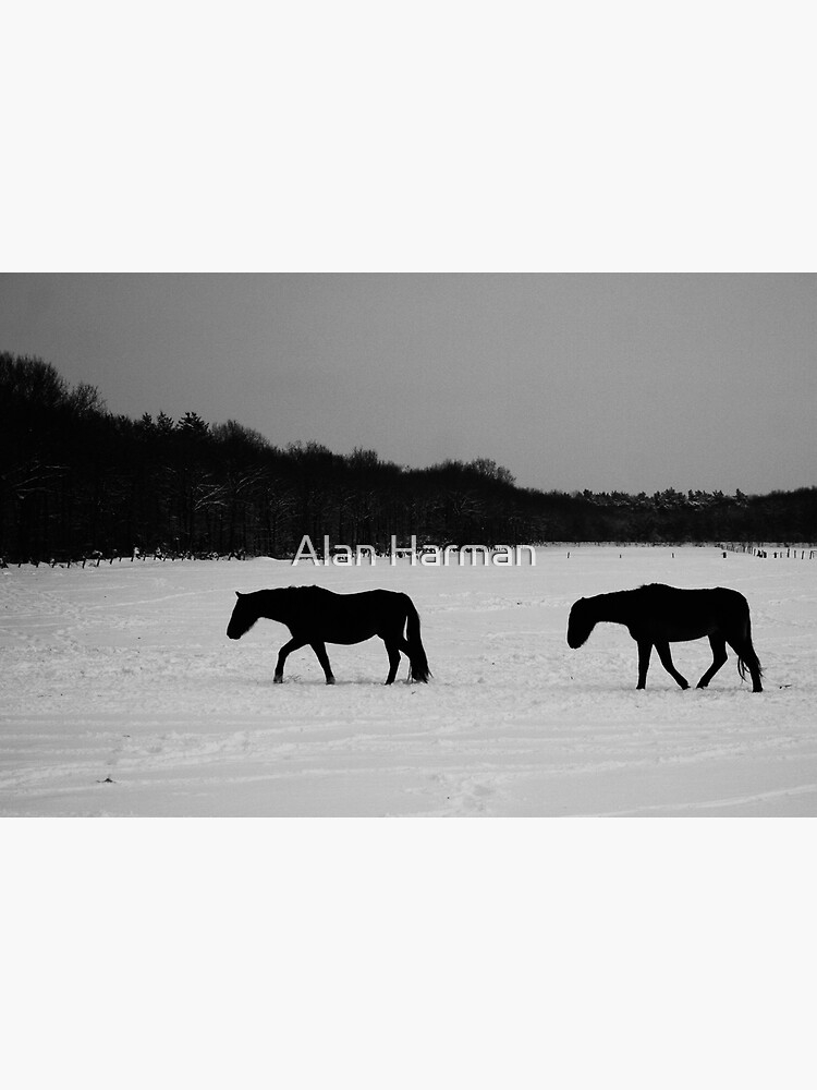 Horses On Snow by AlanHarman