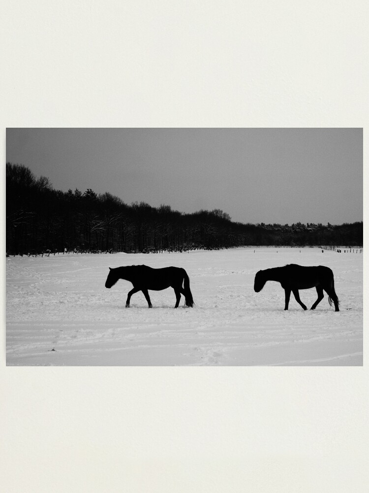 Alternate view of Horses On Snow Photographic Print