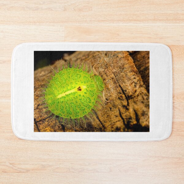 Item preview, A bizarre predatory lacewing larva (Osmylops sp.) designed and sold by Normf.