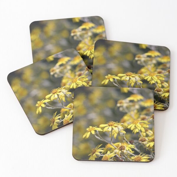 Item preview, Silver ragwort designed and sold by GreyFeatherPhot.