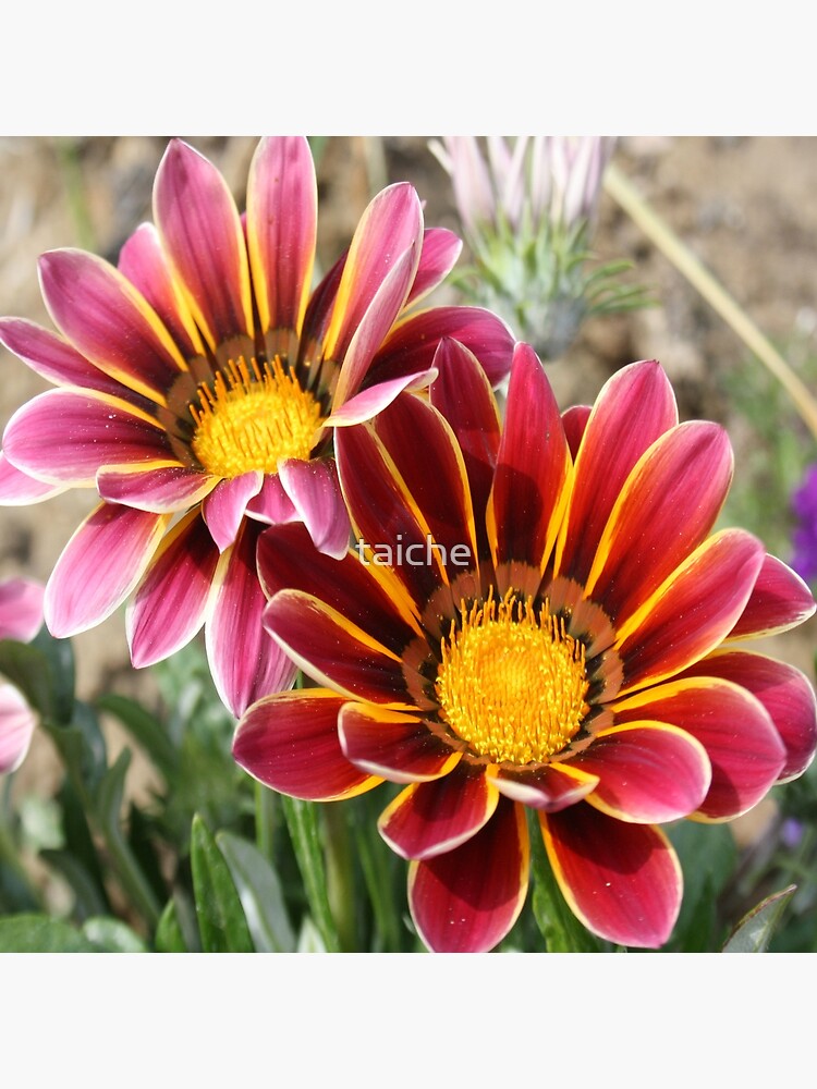 Burgundy Pink and Orange Gazania by taiche