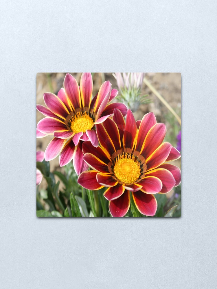 Alternate view of Burgundy Pink and Orange Gazania Metal Print