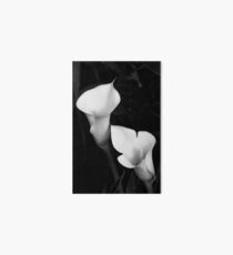 Calla Lily In Black and White Art Board