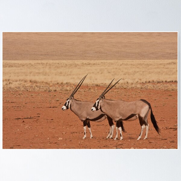 Oryx paired in profile Poster