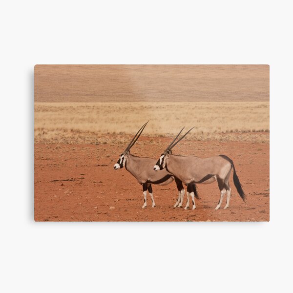 Oryx paired in profile Metal Print