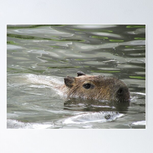 Item preview, Capybara swimmer designed and sold by delightedtodraw.