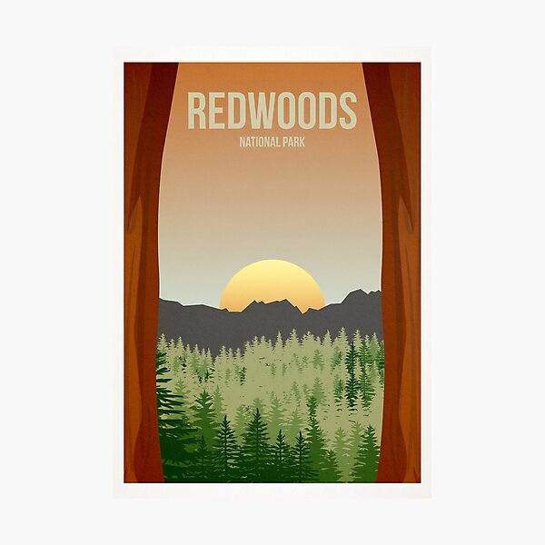 Redwoods National Park Photographic Print