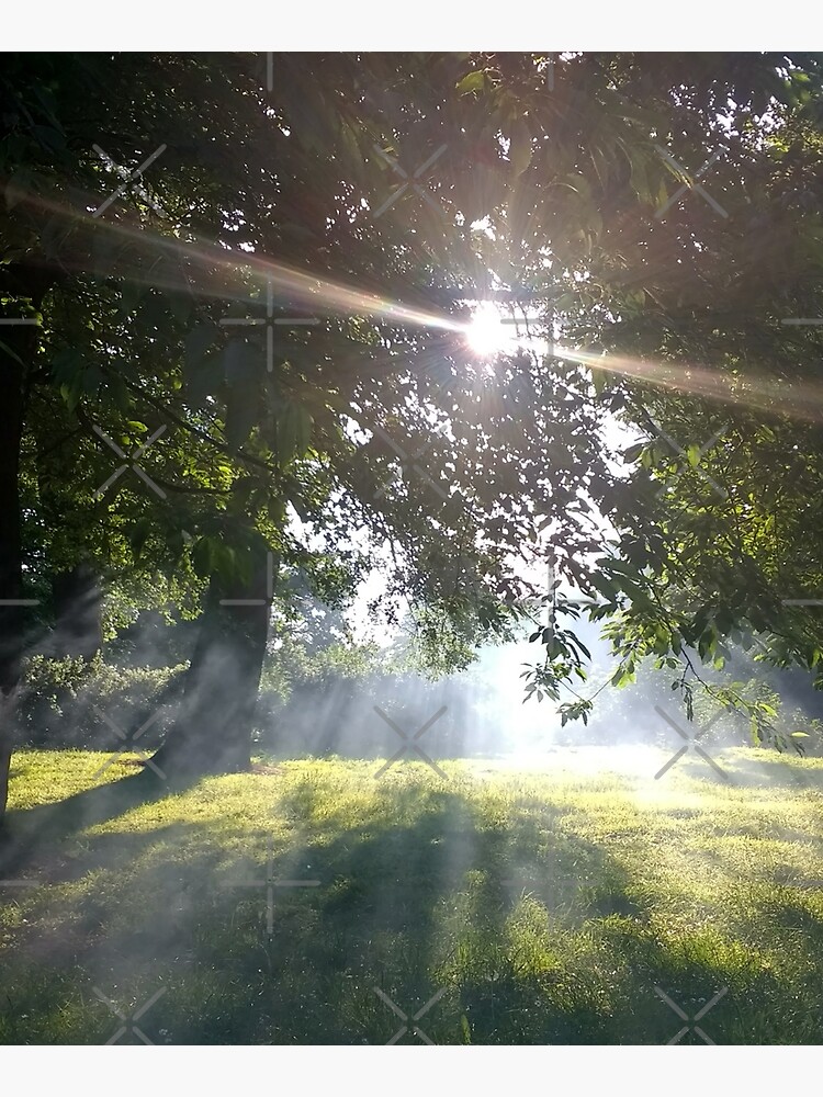 M.I. #12 |☼| Smoky Tree Sun Rays - Portrait Shot (Pearson Park) by Naean
