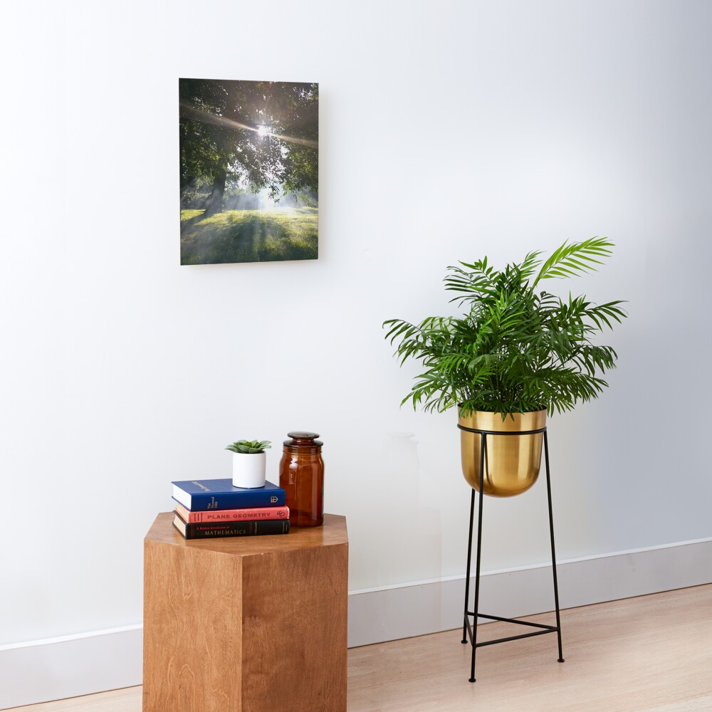 M.I. #12 |☼| Smoky Tree Sun Rays - Portrait Shot (Pearson Park) Mounted Print