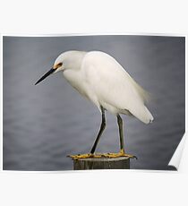 Snowy Egret Poster