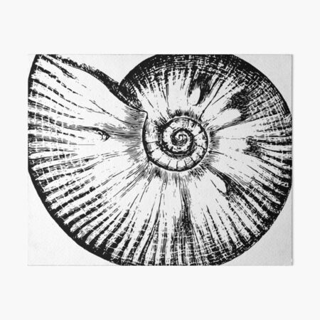 Seashell Drawing Chambered nautilus, seashell, white, face, animals png |  PNGWing