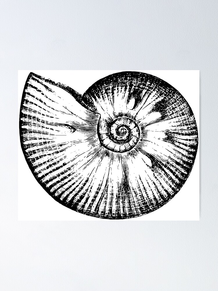 Nautilus shell Vintage Illustration - Free Vintage Illustrations