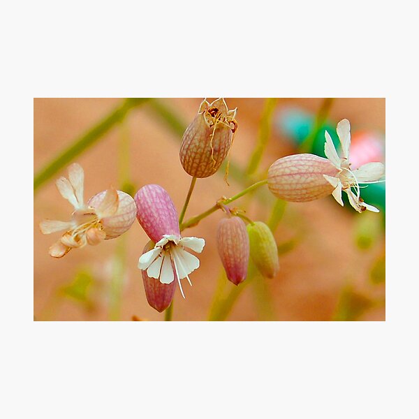 Item preview, Anatomy of a Wildflower designed and sold by Diane  Marie Kramer.