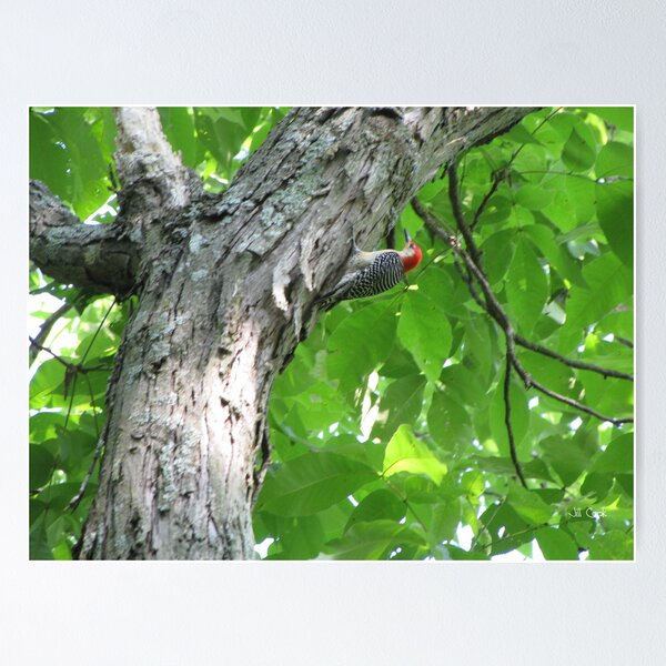 Item preview, Red-Bellied Woodpecker (Melanerpes carolinus) 1 designed and sold by JAX1PIX.