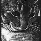 Pumpkin by Simon Aberle