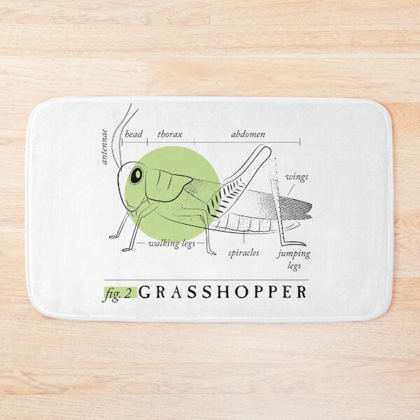 Item preview, Fig. 2 Anatomy of a Grasshopper designed and sold by MudAndMarrow.