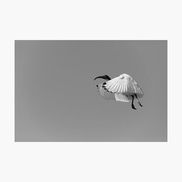 Ibis in the Air Photographic Print