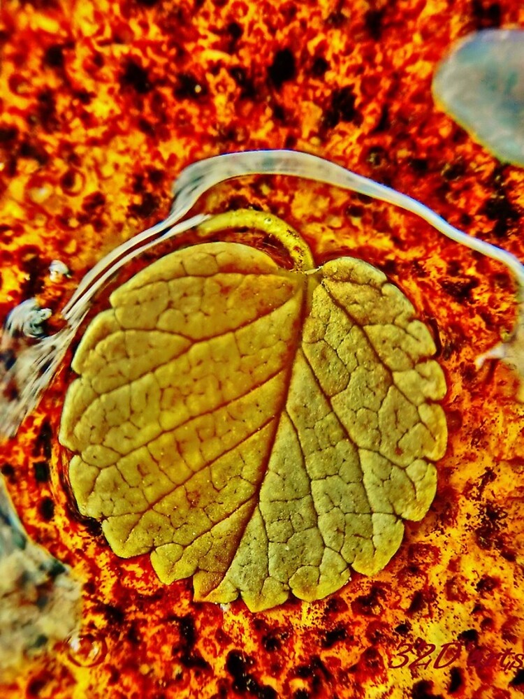 Floating Leaf by 32DARTS