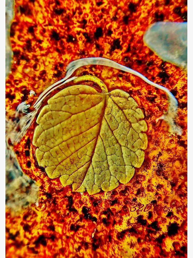 Floating Leaf by 32DARTS