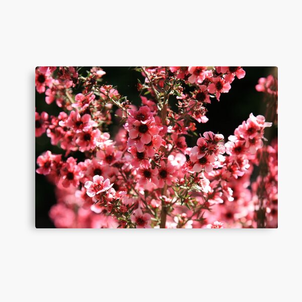 Pink Paradise Canvas Print