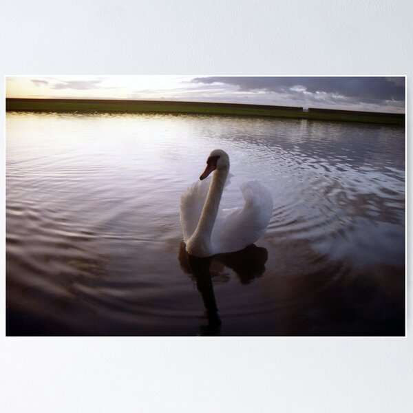 Item preview, Sunset swan designed and sold by Michael Haslam.