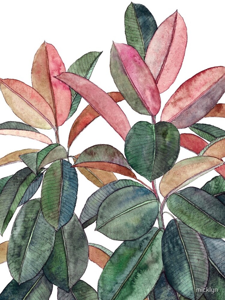 Rubber Plant by micklyn