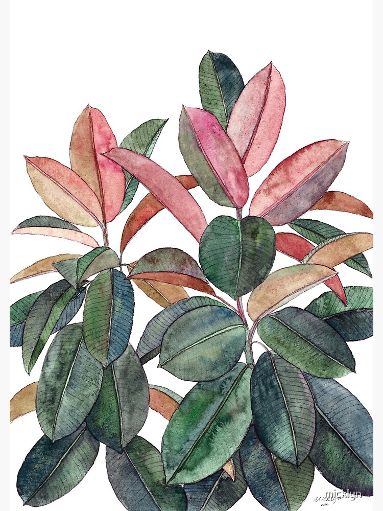 Rubber Plant by micklyn