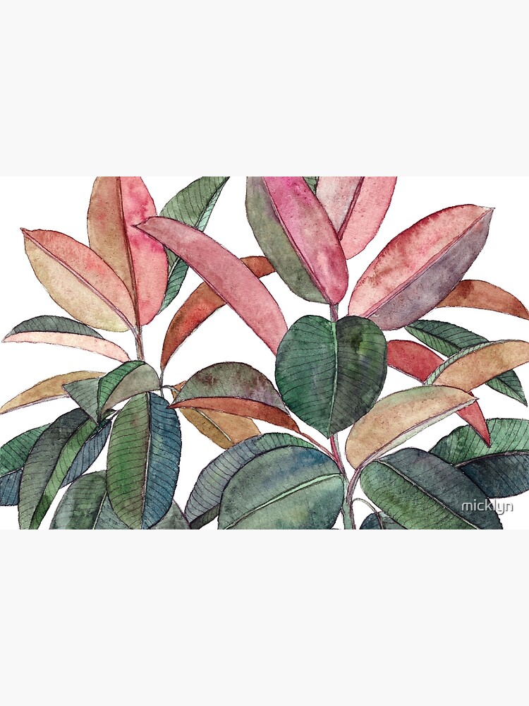 Rubber Plant by micklyn