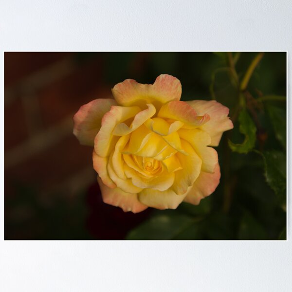 Item preview, Yellow Rose 2 designed and sold by John Honeyman.