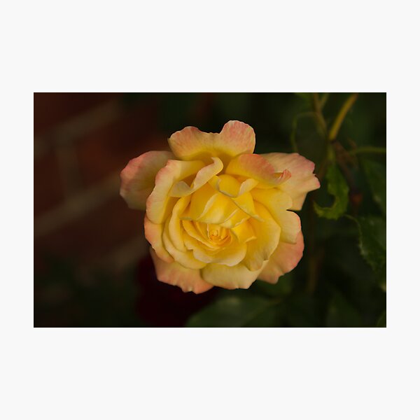 Artikelvorschau, Yellow Rose 2 entworfen und verkauft von John Honeyman.