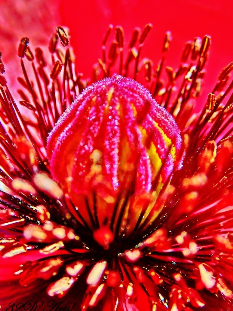 Poppy Dome by 32DARTS