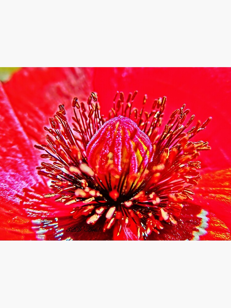 Poppy Dome by 32DARTS