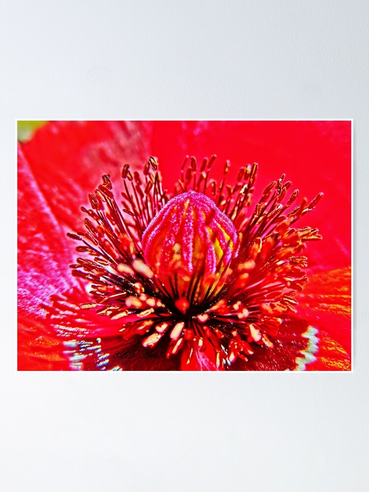 Alternate view of Poppy Dome Poster