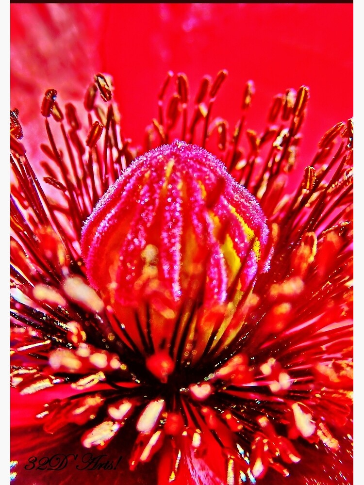 Poppy Dome by 32DARTS