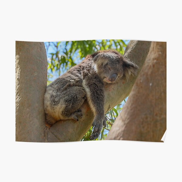 Sleeping Koala Poster