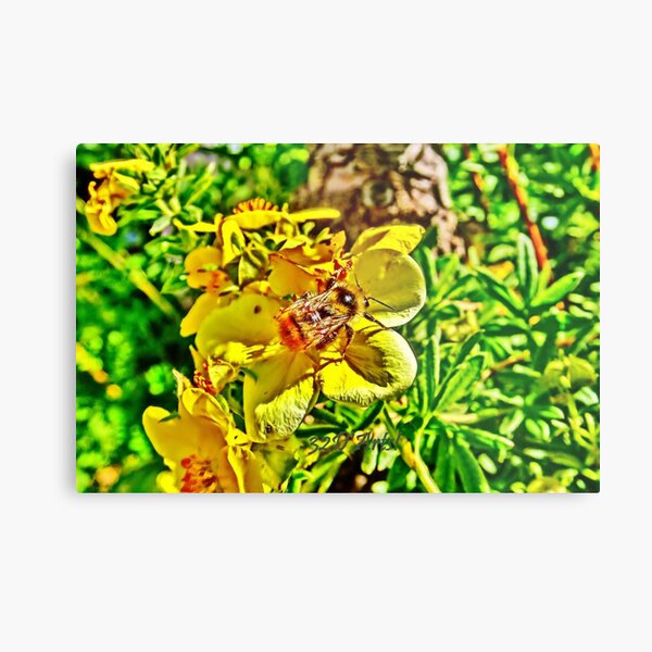 Elusive Bee Metal Print