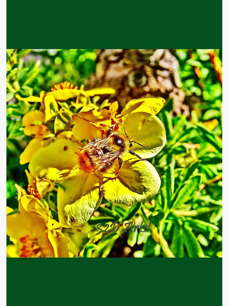 Elusive Bee by 32DARTS