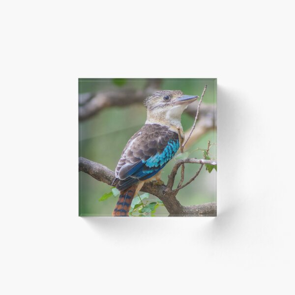 Blue-winged kookaburra Acrylic Block