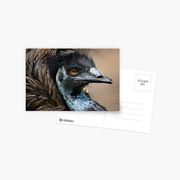 Emu mud bath Postcard