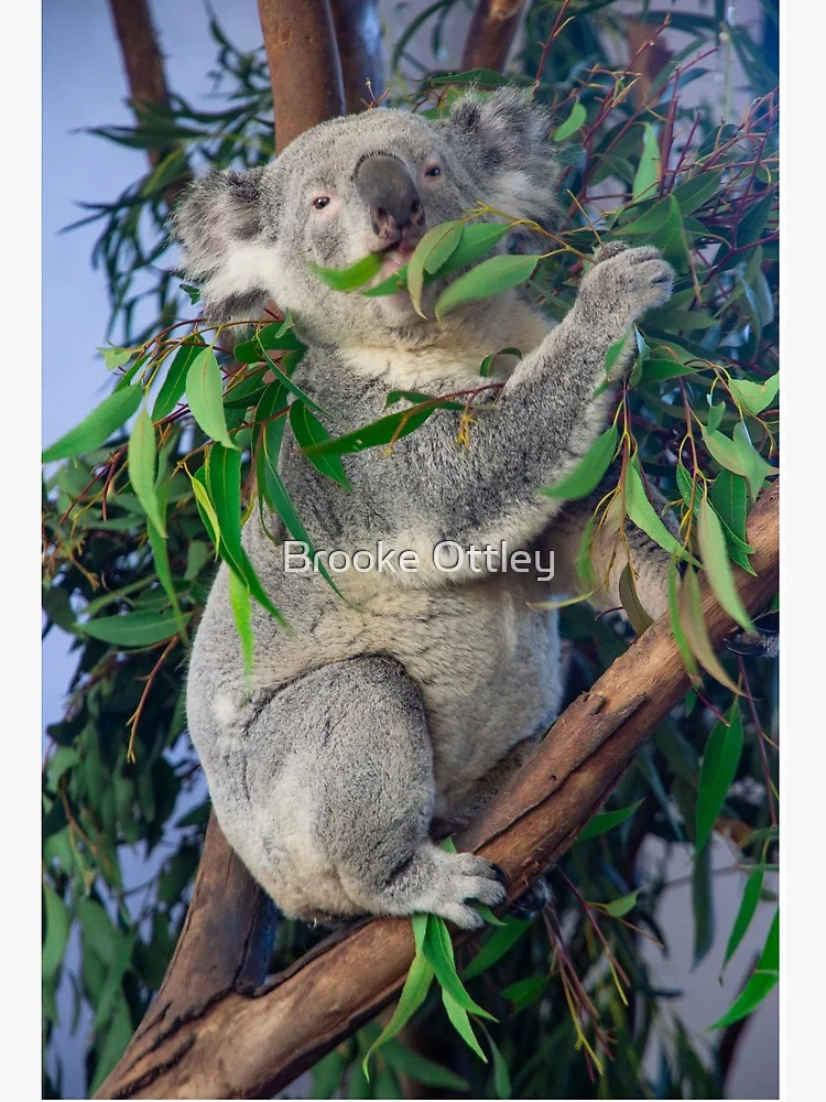 Koala & Eucalypus Blossom
