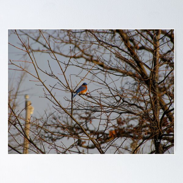 Artikelvorschau, Eastern Bluebird (Sialia sialis) 5 entworfen und verkauft von JAX1PIX.
