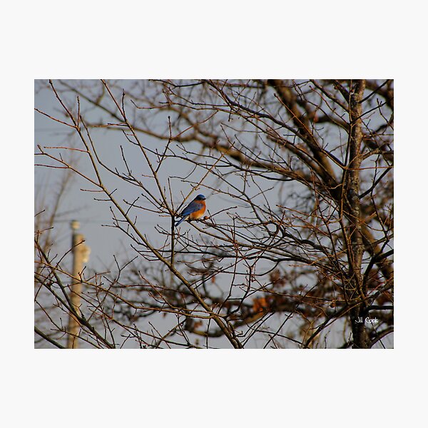 Item preview, Eastern Bluebird (Sialia sialis) 5 designed and sold by JAX1PIX.
