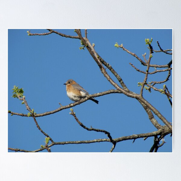 Item preview, Eastern Bluebird (Sialia sialis) 6 designed and sold by JAX1PIX.