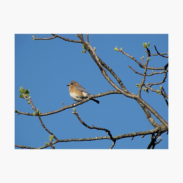 Artikelvorschau, Eastern Bluebird (Sialia sialis) 6 entworfen und verkauft von JAX1PIX.