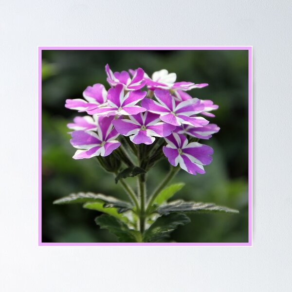 Item preview, Purple Mix designed and sold by jackitec.