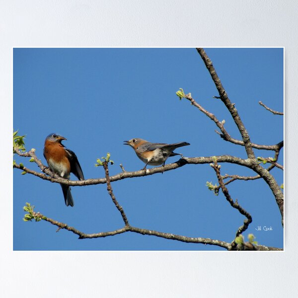 Artikelvorschau, Eastern Bluebird (Sialia sialis) 7 entworfen und verkauft von JAX1PIX.