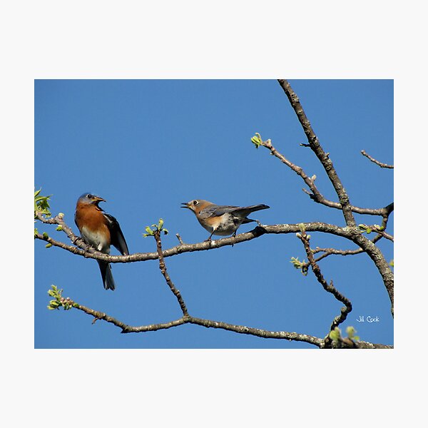 Item preview, Eastern Bluebird (Sialia sialis) 7 designed and sold by JAX1PIX.