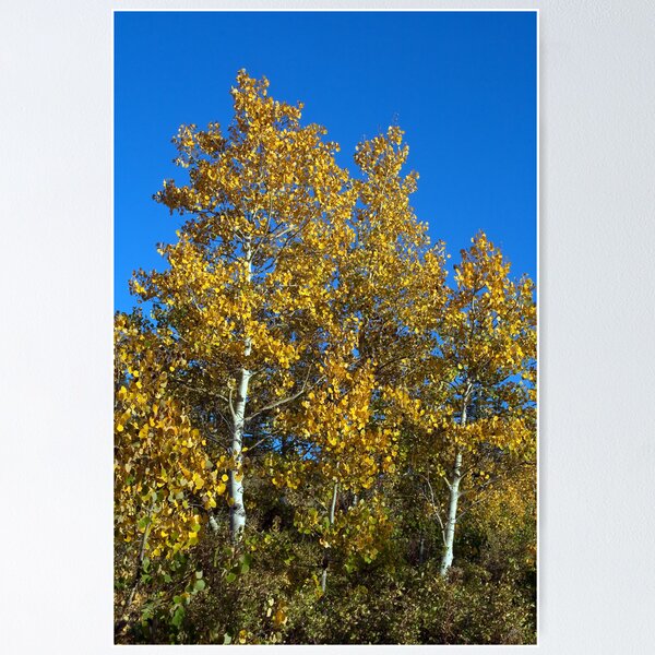 Item preview, Aspen in Idaho designed and sold by Forrest  Ray.