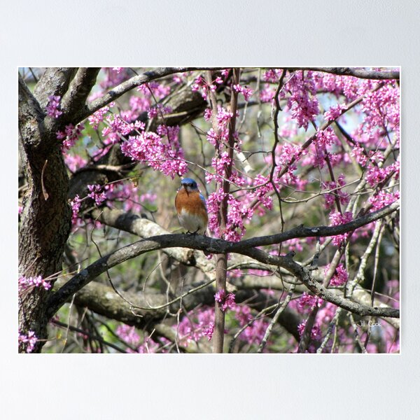 Item preview, Eastern Bluebird (Sialia sialis) 8 designed and sold by JAX1PIX.